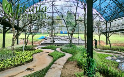 Jasa tukang taman minimalis murah di jakarta