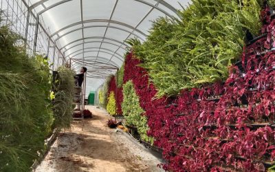 Jasa Vertical Garden di Bandung | Jasa Pembuatan Vertical Garden Terdekat di Bandung