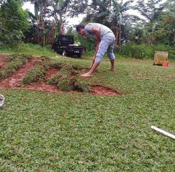 Tukang Rumput Terdekat Di Bogor - Tukang Tanam Rumput Harga Murah Di Wilayah Bogor