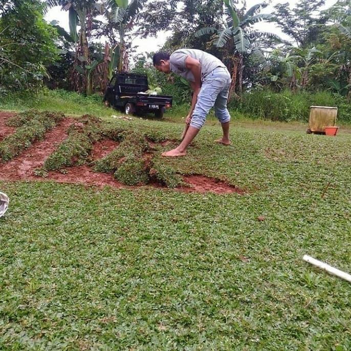 Tukang Rumput Terdekat Di Bogor - Tukang Tanam Rumput Harga Murah Di Wilayah Bogor