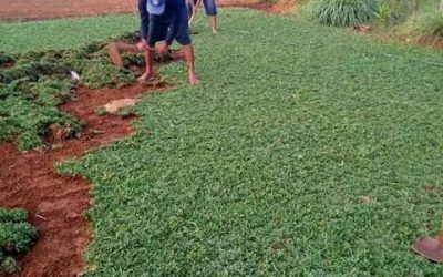 Tukang taman bogor, jasa tukang taman minimalis #1 di bogor 16 Tukang Rumput Terdekat Tangerang – Jasa Tanam Rumput Terdekat di Tangerang