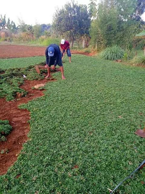 Tukang Rumput Terdekat Tangerang – Jasa Tanam Rumput Terdekat di Tangerang