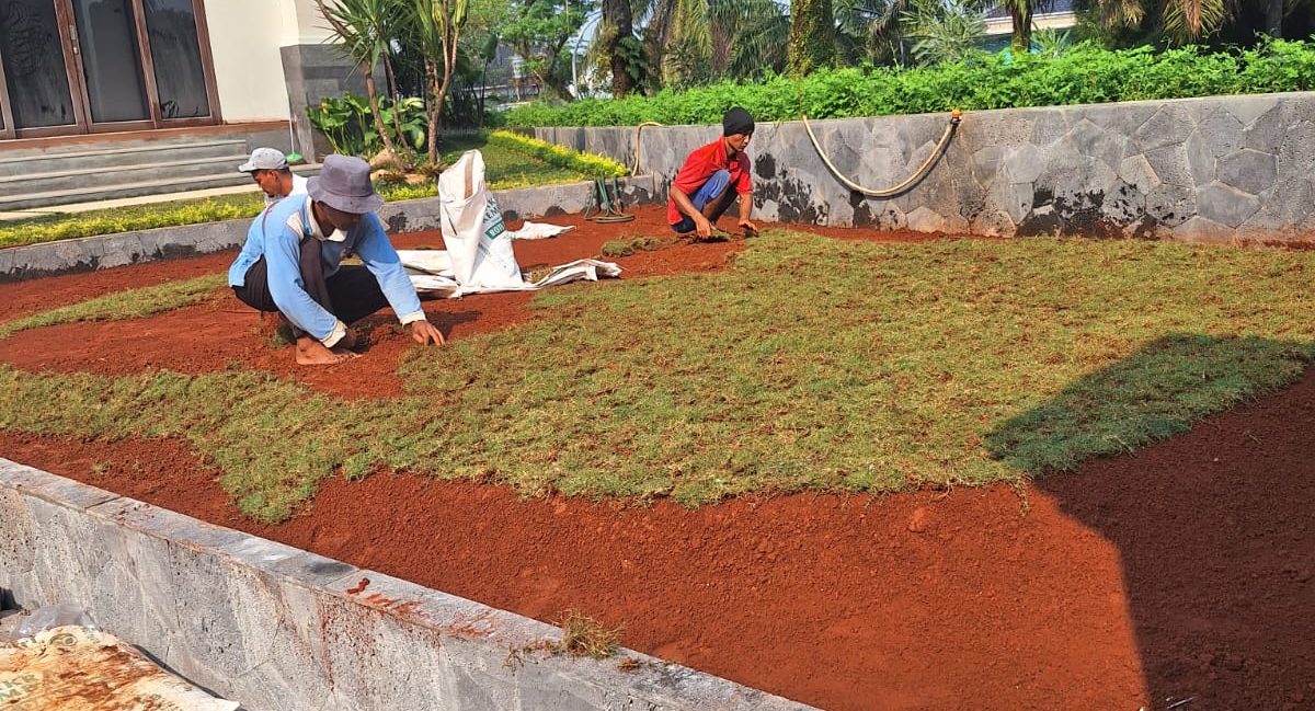 tukang rumput tukang tanam rumput gajah mini