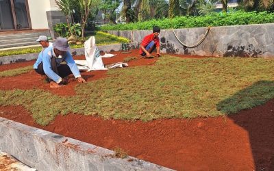 Jasa Tanam Rumput Murah Terdekat di Jakarta – Mikailataman.com