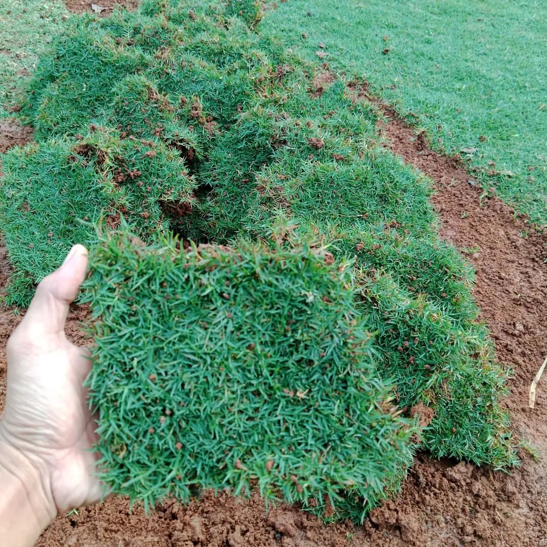 Rumput Golf