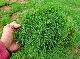 Rumput Jepang Murah