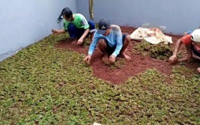 Tukang Rumput Taman Bandung | Jasa Tanam Rumput Terdekat di Bandung