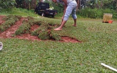 Tukang Rumput Terdekat | Jasa Tanam Rumput Gajah Mini – Mikaila Taman