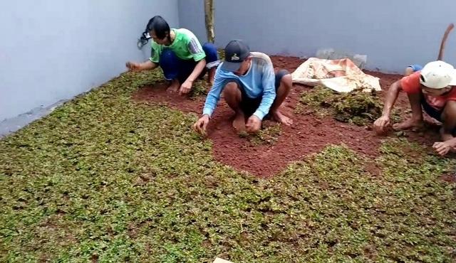 Tukang Rumput Terdekat Depok – Jasa Tanam Rumput Gajah Mini dan Tukang Taman Depok
